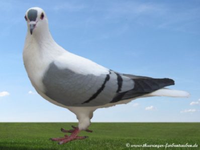 Thüringer Flügeltaube blau mit Binden