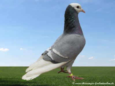 Thüringer Mönchtaube blau mit weißen Binden