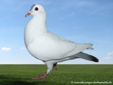 Thüringer Schnippe blaufahl