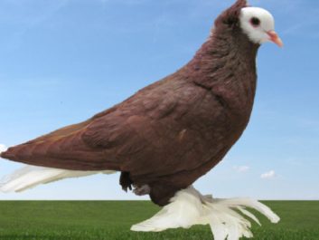 Thüringer Weißkopf rot