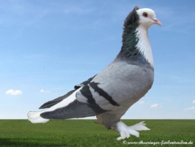 Thüringer Weißlatz blau