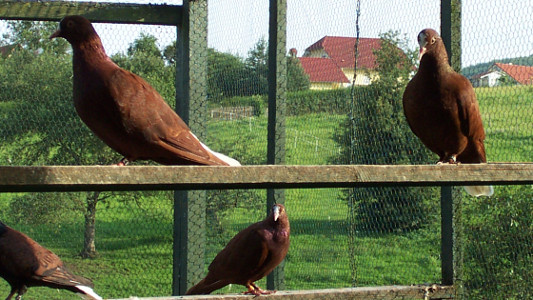 Thüringer Weißschwanz bei M. Hauk