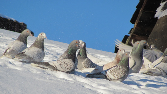 Thüringer Weißschwänze im Schnee